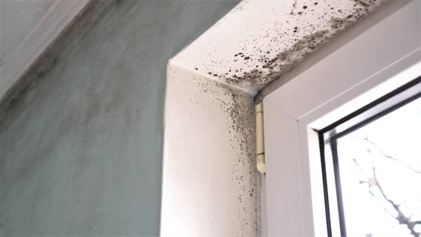 Best Residential Mold Remediation in Charlotte Hall, MD