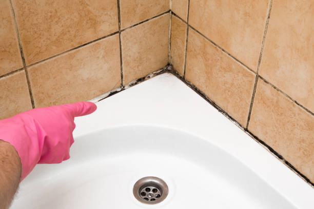 Best Industrial Mold Remediation in Charlotte Hall, MD
